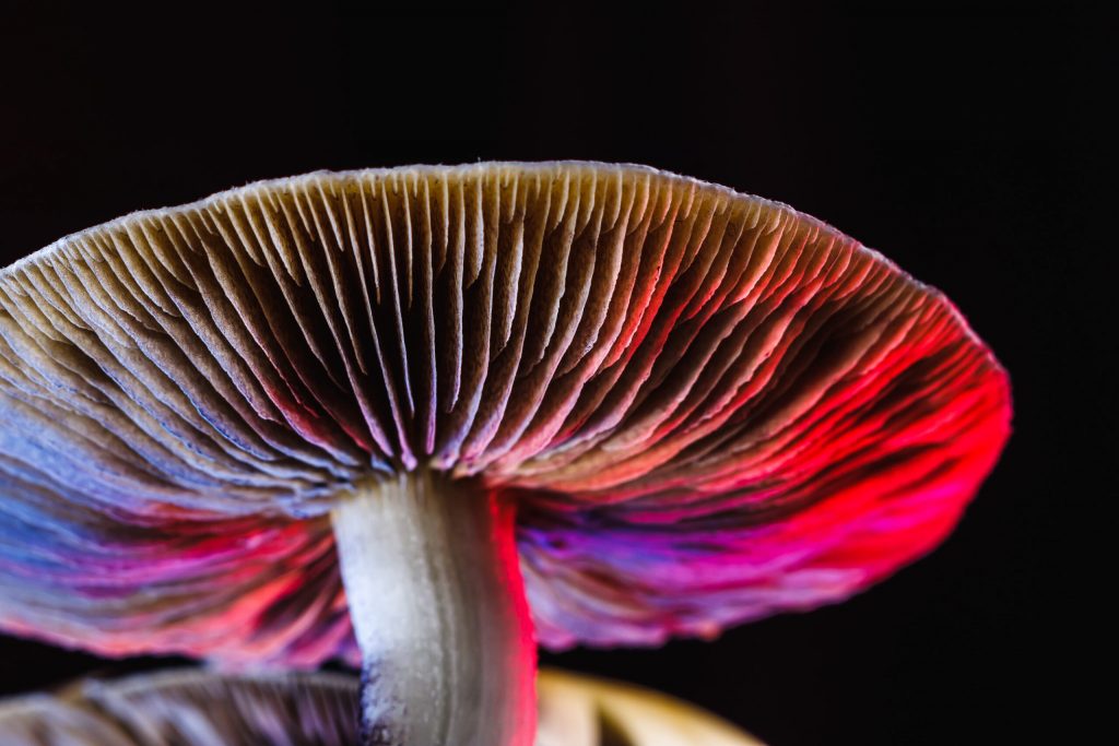 Making Magic Mushroom Tea - DA Brownie Boyz