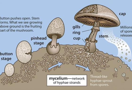 Growing & Harvesting Magic Mushrooms - DA Brownie Boyz