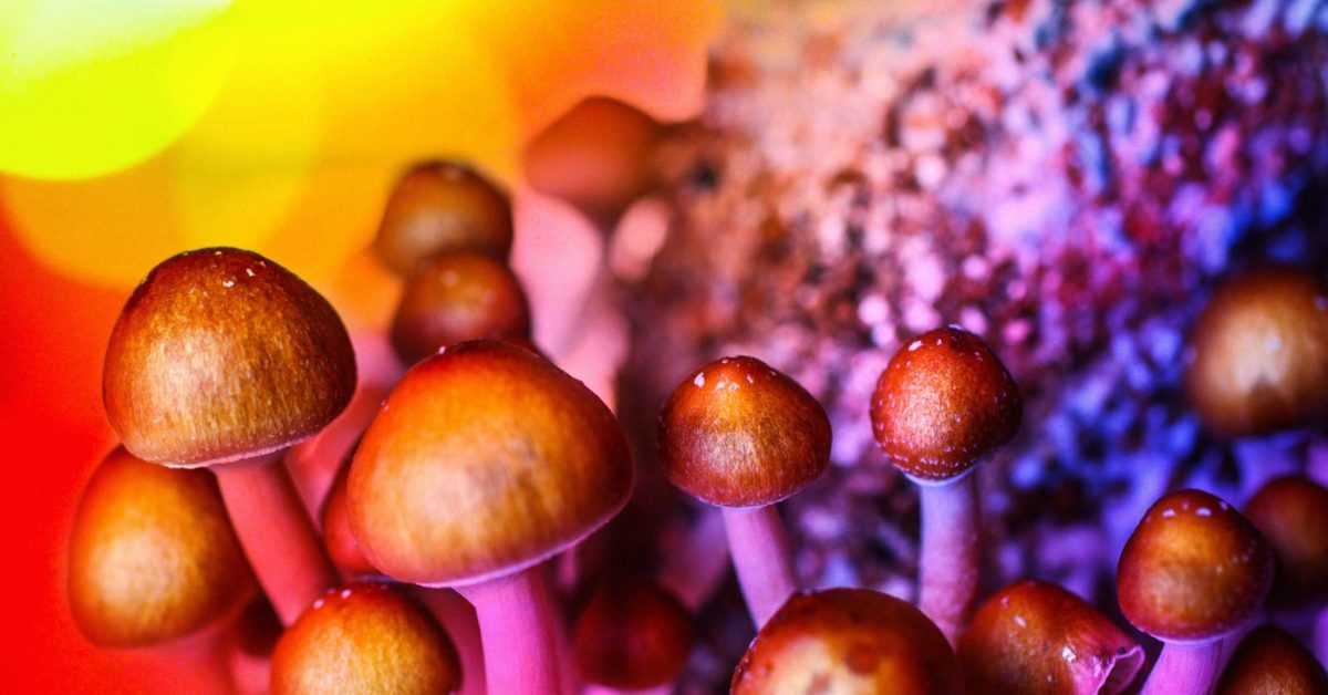 Growing & Harvesting Magic Mushrooms
