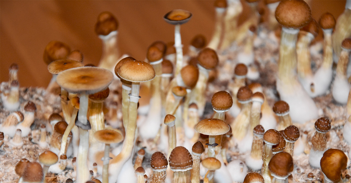 Finding Magic Mushrooms in Nature