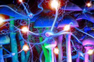 Neurons and magic mushrooms