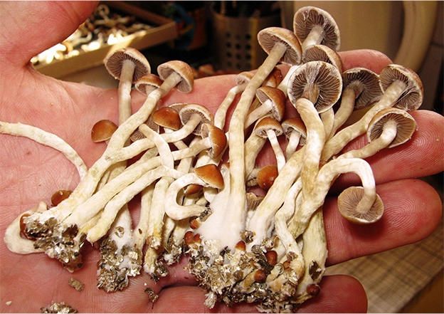How to Dry Your Magic Mushrooms